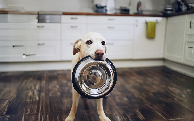 Come conservare al meglio il cibo per il tuo pet e mantenerlo fresco